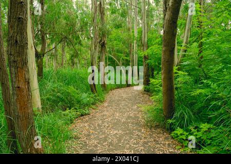 Chemin dans le parc. Promenade estivale parmi les arbres verts dans le parc. Reposez-vous dans la nature. Banque D'Images