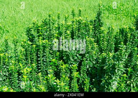 Euonymus japonicus, fuseau persistant, fuseau japonais. Plantes et arbres dans le parc. Aménagement paysager. Banque D'Images