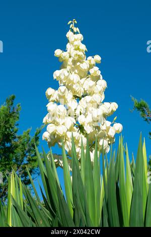 Belles fleurs blanches de Yucca gloriosa. Aiguille d'Adam, glorieux yucca, chandelier de seigneur, monticule lys, yucca montagneux, lys de palmier, bougie romaine, se Banque D'Images