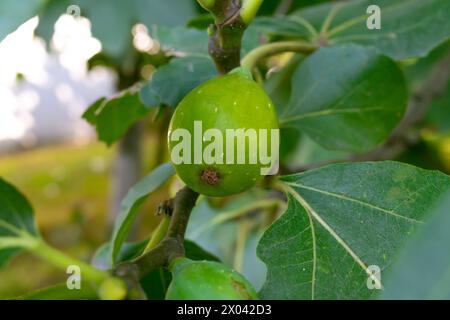 Figues vertes sur une branche, gros plan. Arbre fruitier. Récolte. Nature. Banque D'Images