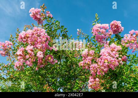 Lagerstroemia indica, le myrte de crappe, myrte de crêpe, myrte de crêpe, crepeflower. Belles fleurs roses, gros plan. Fond floral. Banque D'Images