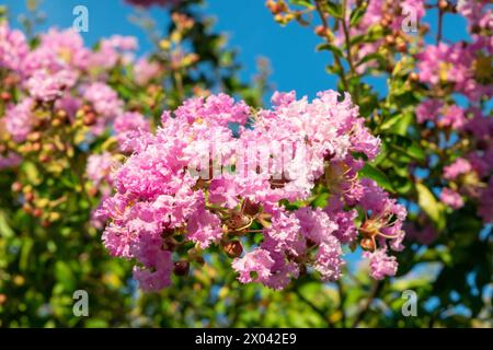 Lagerstroemia indica, le myrte de crappe, myrte de crêpe, myrte de crêpe, crepeflower. Belles fleurs roses, gros plan. Fond floral. Banque D'Images