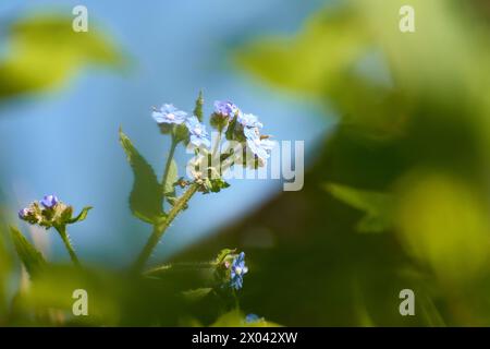Fleurs bleu foncé de l'alcanet vert ou bugloss ou alcanet à feuilles persistantes (Pentaglottis sempervirens) Banque D'Images