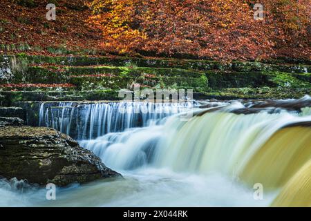 Autum à Aysgarth Falls, Wensleydale, Yorkshire, Angleterre. Banque D'Images