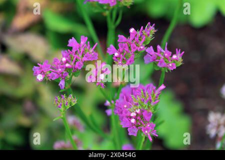 Fleurs violettes de Limonium sinuatum dans le jardin, gros plan. lavande de mer à feuilles ondulées, statice, lavande de mer, romarin de marais à feuilles entaillées, rose de mer Banque D'Images