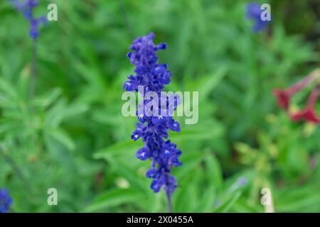 Bleu Salvia farinacea fleur dans un champ, gros plan. la sauge mealycup, la sauge farineuse. Banque D'Images