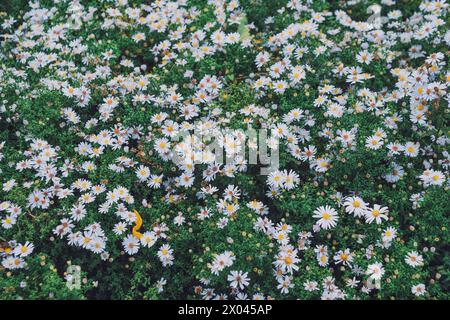 Glade fleurs Symphyotrichum novi-belgii, New York aster. Fond floral. Floraison estivale dans le jardin. Banque D'Images