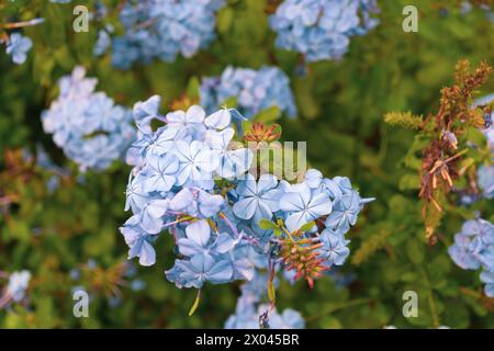 Bleu Plumbago auriculata fleurs dans le jardin, gros plan. Le plomb du Cap, le bleu plumbago, le cap plumbago Banque D'Images