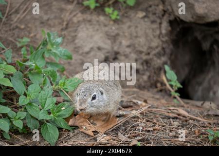 La ménagerie, le zoo du jardin végétal. Vue d'un Souslik européen, squirreltur terrestre Banque D'Images