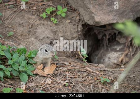 La ménagerie, le zoo du jardin végétal. Vue d'un Souslik européen, squirreltur terrestre Banque D'Images