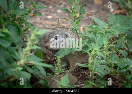 La ménagerie, le zoo du jardin végétal. Vue d'un Souslik européen, squirreltur terrestre Banque D'Images