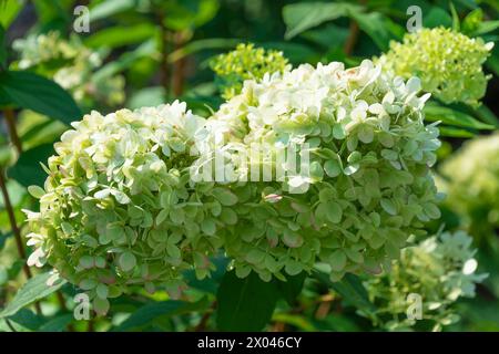 Hydrangea paniculata 'Grandiflora'. hortensia paniquée. Belles fleurs dans le jardin. Banque D'Images