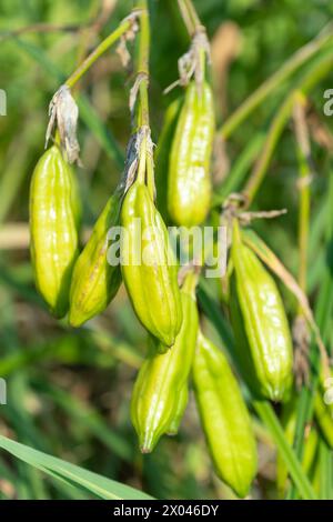 Capsules de graines d'Iris pseudacorus, gros plan. le drapeau jaune. Plantes et arbres. Banque D'Images