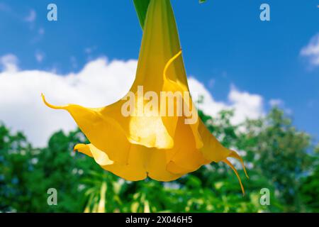 Plante avec de grandes fleurs jaunes dans le jardin. Brugmansia, trompettes d'ange. Banque D'Images