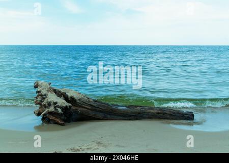 Une bûche sur le bord de mer. Après la tempête. Paysage marin Banque D'Images