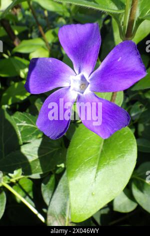 Fleur de vinca majeure violette ou grande pervenche Banque D'Images