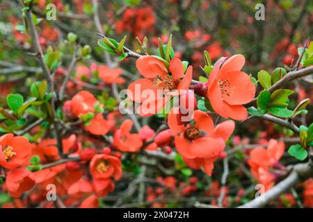 Fleurs rouges de Chaenomeles japonica dans le jardin, gros plan. Le coing japonais, le coing de Maule. Floraison printanière. Fond floral. Banque D'Images