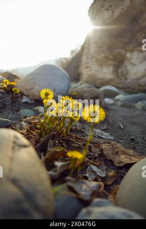 Premières fleurs jaunes de Tussilago farfara, coltsfoot parmi les pierres et les rochers. Floraison printanière. Banque D'Images