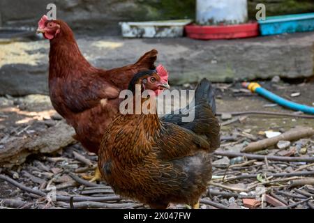 Deux poulets, noirs et rouges, sont dans la cour à la recherche de nourriture à manger. Gros plan sur les poulets dans la nature. Oiseaux domestiques dans une ferme en plein air. Ils jouent dedans Banque D'Images