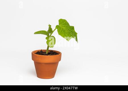 Semis de concombre dans un pot isolé sur fond blanc. Banque D'Images