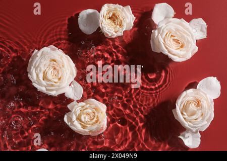 Belles roses et pétales dans l'eau sur fond Bourgogne, vue de dessus Banque D'Images