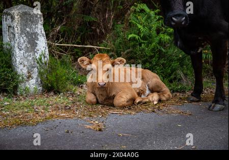 Bébé veau brun reposant sur la route latérale à côté de la vache mère Banque D'Images