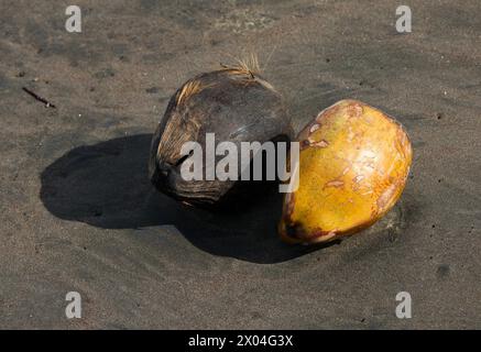 Deux noix de coco sur une plage de la mer des Caraïbes, Tortuguero, Costa Rica. Le cocotier, Cocos nucifera, est un membre de la famille des palmiers Arecaceae. Banque D'Images