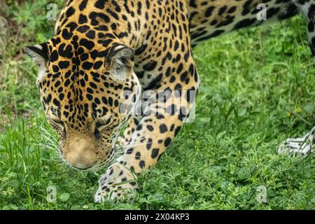 Vue rapprochée d'un jaguar (Panthera ONCA) au zoo de Birmingham à Birmingham, Alabama. (ÉTATS-UNIS) Banque D'Images