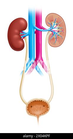 Illustration de l'appareil urinaire humain, montrant à la fois les reins et la vessie urinaire Banque D'Images