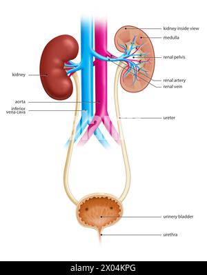 Illustration de l'appareil urinaire humain, montrant à la fois les reins et la vessie urinaire Banque D'Images