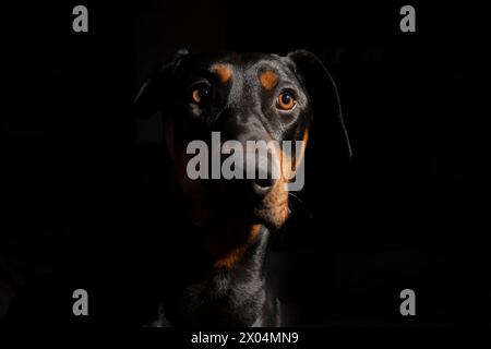 Portrait de Doberman Pinscher noir et rouge d'un an sur fond noir Banque D'Images