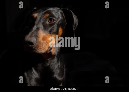 Portrait de Doberman Pinscher noir et rouge d'un an sur fond noir Banque D'Images