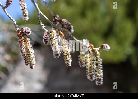 Des gousses de fleurs fleurissent sur un arbre d'Aspen tremblant à Prescott, Arizona Banque D'Images