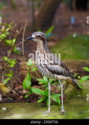 Gracieux Bush élégant Stone-Curlew dans la beauté naturelle. Banque D'Images