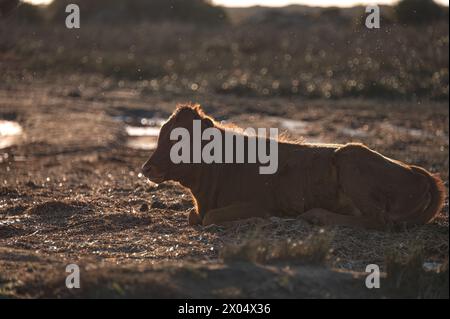 Veau allongé sur le sol ensoleillé à Akrotiri Marsh. District de Limassol, Chypre Banque D'Images