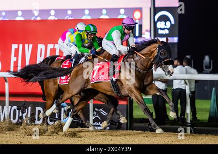 Laurel River et Tadhg O'Shea mènent le peloton lors de la Coupe du monde Emirates Dubaï 2024, hippodrome de Meydan, 30/03/24. Crédit JTW Equine images / Alamy. Banque D'Images