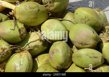 Un tas de noix de coco vertes avec des taches brunes sur eux. Les noix de coco sont empilées les unes sur les autres Banque D'Images