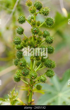 Flore de Gran Canaria - feuille de Ricinus communis, le haricot de ricin, introduit des espèces, fond naturel macro floral Banque D'Images