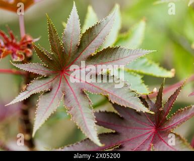 Flore de Gran Canaria - feuille de Ricinus communis, le haricot de ricin, introduit des espèces, fond naturel macro floral Banque D'Images