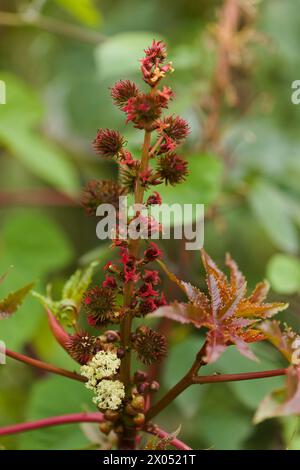 Flore de Gran Canaria - feuille de Ricinus communis, le haricot de ricin, introduit des espèces, fond naturel macro floral Banque D'Images