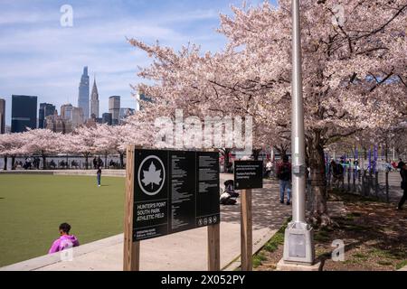 Les cerisiers Yoshino sont en fleurs au Hunter's point South Park à long Island City le 9 avril 2024 dans le Queens Borough de New York City, États-Unis. Banque D'Images