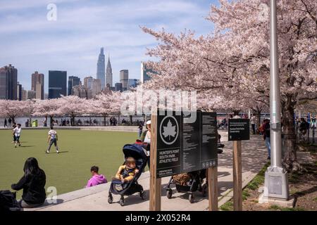 Les cerisiers Yoshino sont en fleurs au Hunter's point South Park à long Island City le 9 avril 2024 dans le Queens Borough de New York City, États-Unis. Banque D'Images