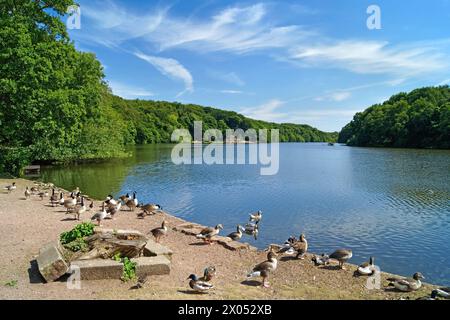 Royaume-Uni, West Yorkshire, Wakefield, Newmillerdam. Banque D'Images