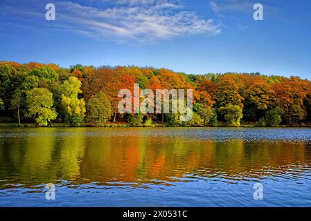 Royaume-Uni, West Yorkshire, Wakefield, Newmillerdam, lac pendant l'automne. Banque D'Images