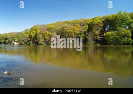 Royaume-Uni, West Yorkshire, Wakefield, Newmillerdam au printemps Banque D'Images