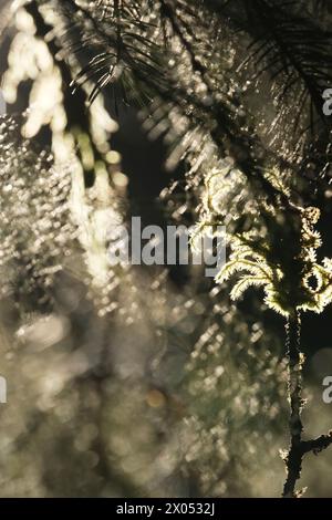Gros plan de mousse et d'aiguilles dans une forêt rétroéclairée par une journée ensoleillée. Banque D'Images