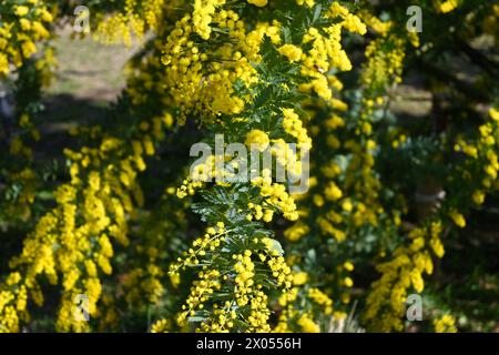 Acacia dealbata, le hochet argenté, le hochet bleu ou le mimosa, plante de fleurs jaunes dans le parc Yoyogi – Shibuya City, Tokyo, Japon – 1er mars 2024 Banque D'Images