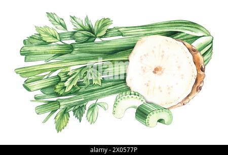 Composition de céleri aquarelle, dessinée à la main isolée sur blanc. Légume de céleri avec racines, tiges, pièces pour la conception de menu, ustensiles de cuisine, logo, impression Banque D'Images