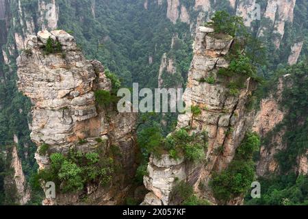 Les piliers de grès s'élèvent au-dessus de la forêt luxuriante du parc forestier national de Zhangjiajie dans la zone pittoresque de Wulingyuan, en Chine. Banque D'Images