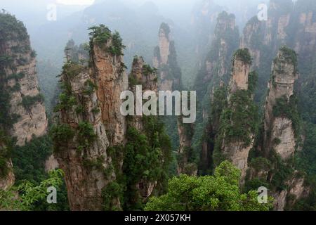 Les piliers de grès s'élèvent au-dessus de la forêt luxuriante du parc forestier national de Zhangjiajie dans la zone pittoresque de Wulingyuan, en Chine. Banque D'Images